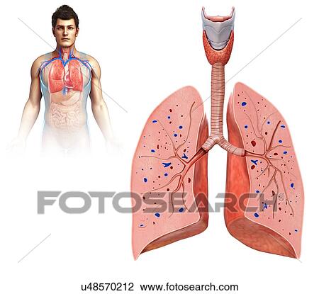 Stock Image - Male lungs cross-section, illustration. Fotosearch