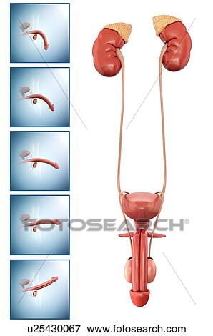 Stock Photo - Male reproductive system, illustration. Fotosearch