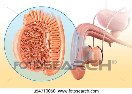 Male testis anatomy, illustration View Large Photo Image Stock Image - Male testis anatomy, illustration. Fotosearch