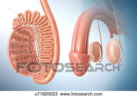 Stock Image - Male testis anatomy, illustration. Fotosearch