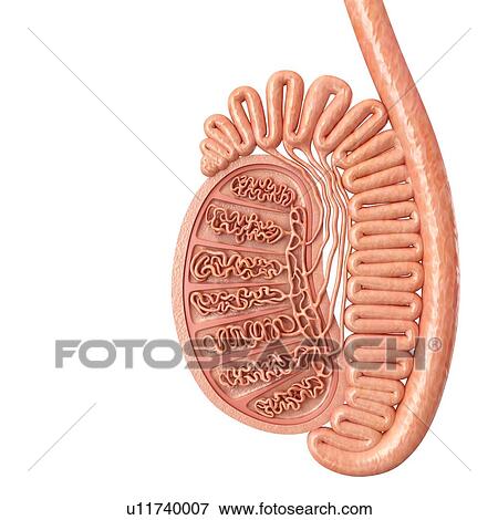 Stock Photo - Male testis anatomy, illustration. Fotosearch
