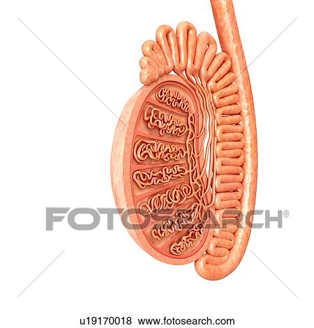 Male testis anatomy, illustration View Large Photo Image Stock Photo - Male testis anatomy, illustration. Fotosearch