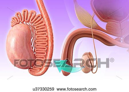 Stock Photo - Male testis anatomy, illustration. Fotosearch