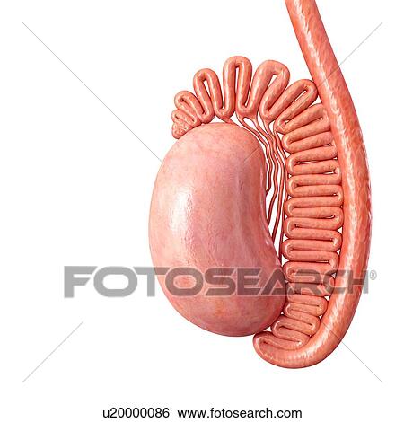 Male testis anatomy, illustration View Large Photo Image Stock Photograph - Male testis anatomy, illustration. Fotosearch