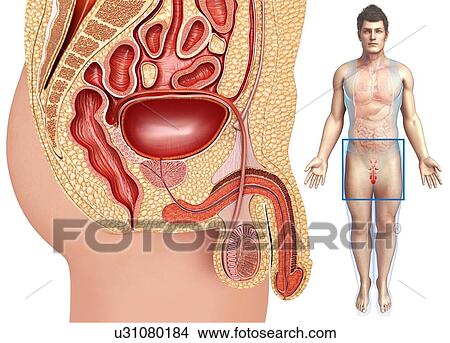 Picture - Male urinary and reproductive systems, illustration. Fotosearch