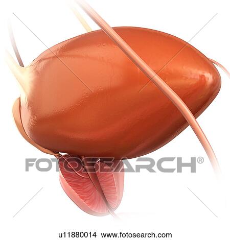 Picture - Male urinary system, illustration. Fotosearch