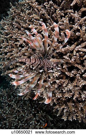 Marine animal on coral, Red Sea, Marsa Alam, Egypt View Large Photo Image Stock Image - Marine animal on coral, Red Sea, Marsa Alam, Egypt. Fotosearch