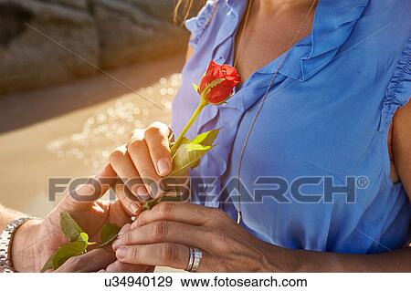 Stock Photo - Mature man giving woman rose on beach, mid section. Fotosearch