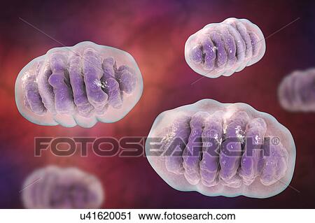 Stock Image - Mitochondria, illustration. Fotosearch