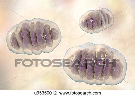 Mitochondria, illustration View Large Photo Image Stock Image - Mitochondria, illustration. Fotosearch