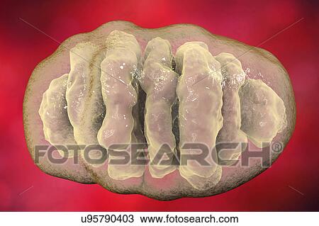 Stock Image - Mitochondrion, illustration. Fotosearch
