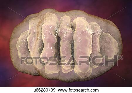 Stock Photo - Mitochondrion, illustration. Fotosearch