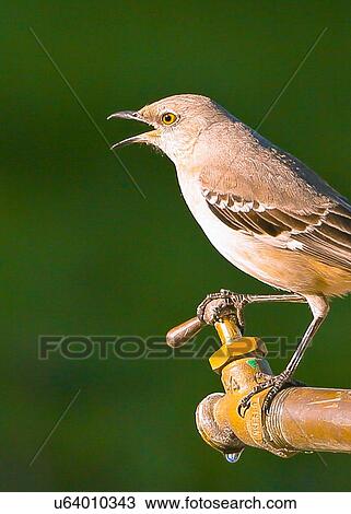 Mockingbird View Large Photo Image Stock Image - Mockingbird. Fotosearch