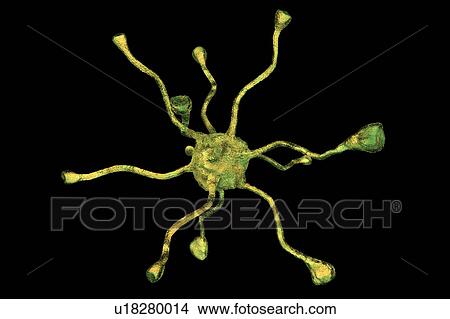 Nerve cell, illustration View Large Photo Image Picture - Nerve cell, illustration. Fotosearch