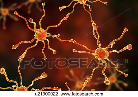 Stock Image - Nerve cells, illustration. Fotosearch