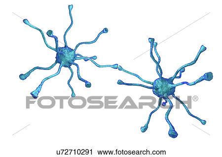 Nerve cells, illustration View Large Photo Image Stock Image - Nerve cells, illustration. Fotosearch