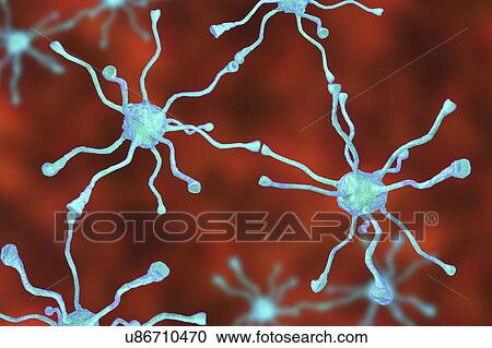 Nerve cells, illustration View Large Photo Image Stock Image - Nerve cells, illustration. Fotosearch
