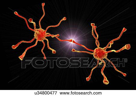 Stock Photo - Nerve cells, illustration. Fotosearch