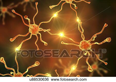 Stock Photograph - Nerve cells, illustration. Fotosearch