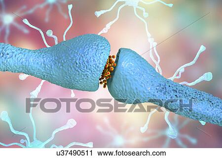 Nerve synapse, illustration View Large Photo Image Stock Image - Nerve synapse, illustration. Fotosearch