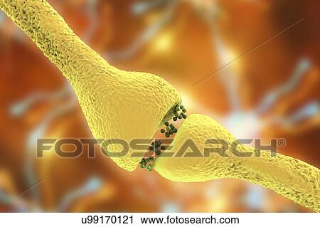 Stock Image - Nerve synapse, illustration. Fotosearch