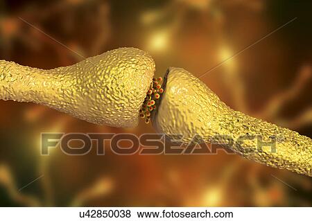 Nerve synapse, illustration View Large Photo Image Stock Photo - Nerve synapse, illustration. Fotosearch