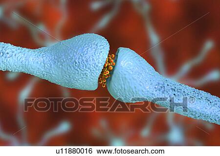 Nerve synapse, illustration View Large Photo Image Stock Photograph - Nerve synapse, illustration. Fotosearch