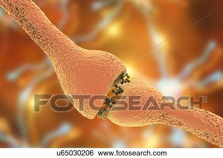 Nerve synapse, illustration View Large Photo Image Stock Photograph - Nerve synapse, illustration. Fotosearch