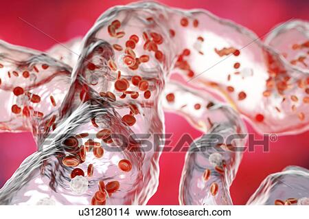 Network of blood vessels with blood cells, illustration View Large Photo Image Picture - Network of blood vessels with blood cells, illustration. Fotosearch