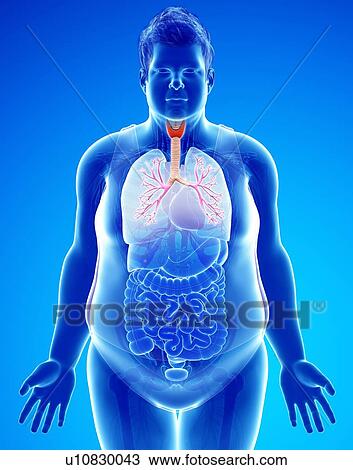 Stock Image - Obese man's lungs, illustration. Fotosearch