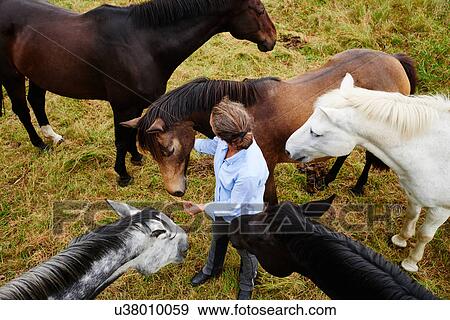 Stock Photo - Overhead view of woman amongst five horses in field. Fotosearch