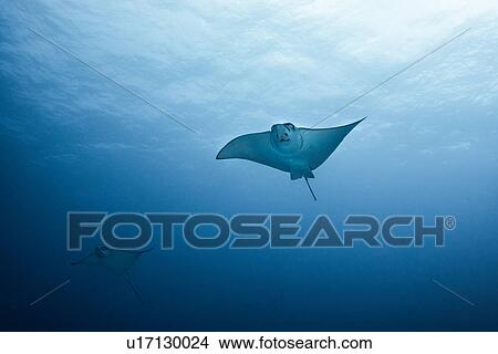 Pair of eagle rays (aetobatus narinari) swimming, underwater view, Cancun, Mexico View Large Photo Image Picture - Pair of eagle rays (aetobatus narinari) swimming, underwater view, Cancun, Mexico. Fotosearch