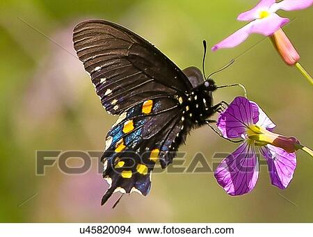 Picture - Pipevine Swallowtail. Fotosearch