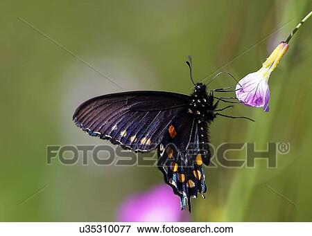 Pipevine Swallowtail View Large Photo Image Stock Photo - Pipevine Swallowtail. Fotosearch