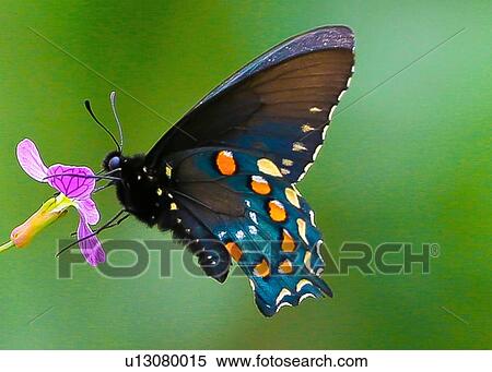 Stock Photography - Pipevine Swallowtail. Fotosearch