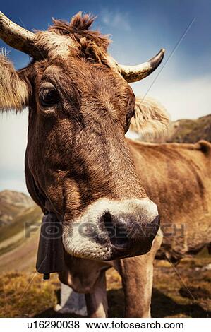 Portrait of cow looking at camera View Large Photo Image Stock Photo - Portrait of cow looking at camera. Fotosearch