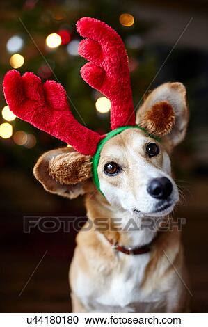 Portrait of dog wearing reindeer ears View Large Photo Image Stock Image - Portrait of dog wearing reindeer ears. Fotosearch