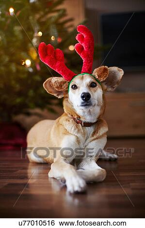 Stock Photograph - Portrait of dog wearing reindeer ears. Fotosearch