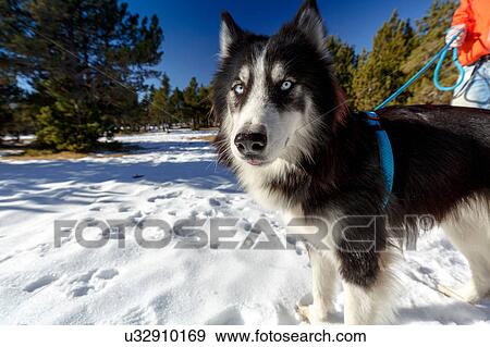 Stock Photo - Portrait of wary dog in snow covered forest with man. Fotosearch