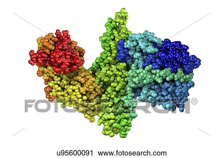 Stock Image - Pseudomonas aeruginosa bacteria, illustration. Fotosearch