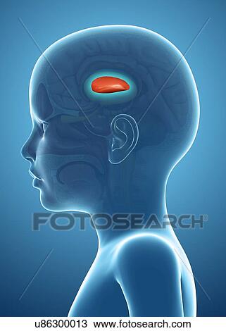 Putamen in a child's brain, illustration View Large Photo Image Stock Image - Putamen in a child's brain, illustration. Fotosearch