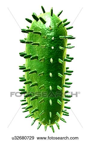 Rabies virus particle, illustration View Large Photo Image Stock Photo - Rabies virus particle, illustration. Fotosearch