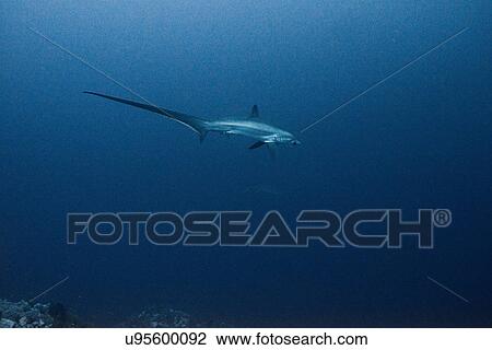 Stock Image - Rare thresher shark (alopias vulpinus), underwater view, Brothers island, Egypt. Fotosearch