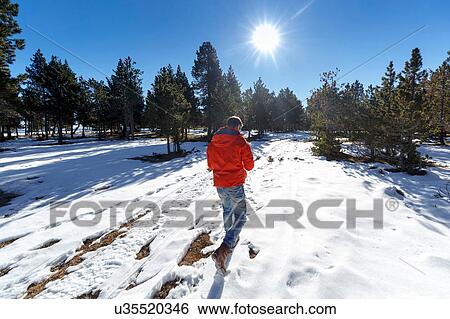 Rear view of man walking in snow covered forest View Large Photo Image Stock Photograph - Rear view of man walking in snow covered forest. Fotosearch