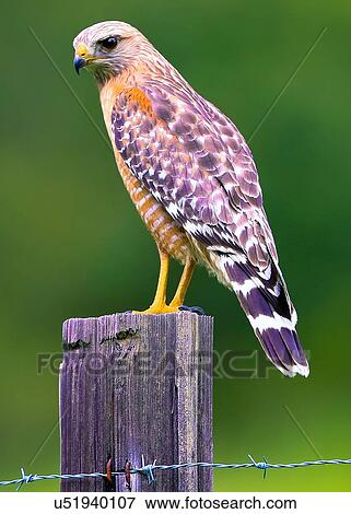 Red Shouldered Hawk View Large Photo Image Stock Photo - Red Shouldered Hawk. Fotosearch