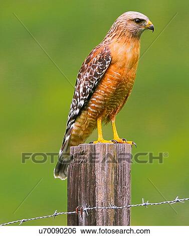 Stock Photograph - Red Shouldered Hawk. Fotosearch