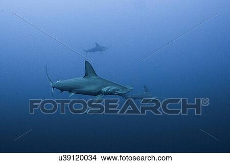 Picture - Scalloped hammerhead (Sphyrna lewini) schooling, underwater view, Daedalus reef, Egypt. Fotosearch