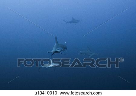 Scalloped hammerhead (Sphyrna lewini) schooling, underwater view, Daedalus reef, Egypt View Large Photo Image Stock Image - Scalloped hammerhead (Sphyrna lewini) schooling, underwater view, Daedalus reef, Egypt. Fotosearch