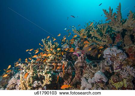Stock Image - School of fish by corals, Red Sea, Marsa Alam, Egypt. Fotosearch