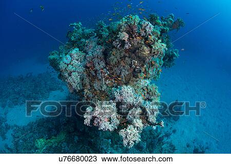 Stock Image - School of fish by corals, Red Sea, Marsa Alam, Egypt. Fotosearch